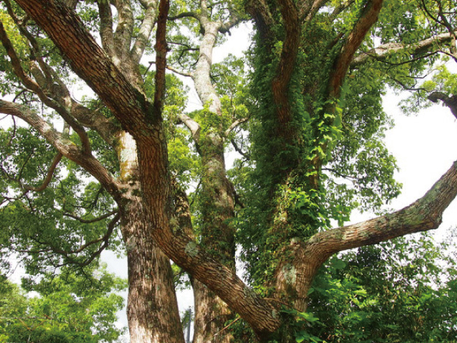 サムハラ神社　写真