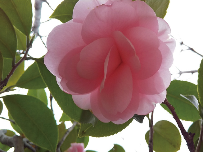 サムハラ神社　写真